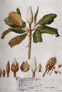 unknow artist Magnolia Altissima oil painting on canvas
